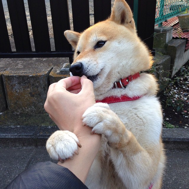 天山壁垒横亘欧亚古道 戈贝尔一柱擎天锁死东契奇，新疆主场诠释何为体系胜利