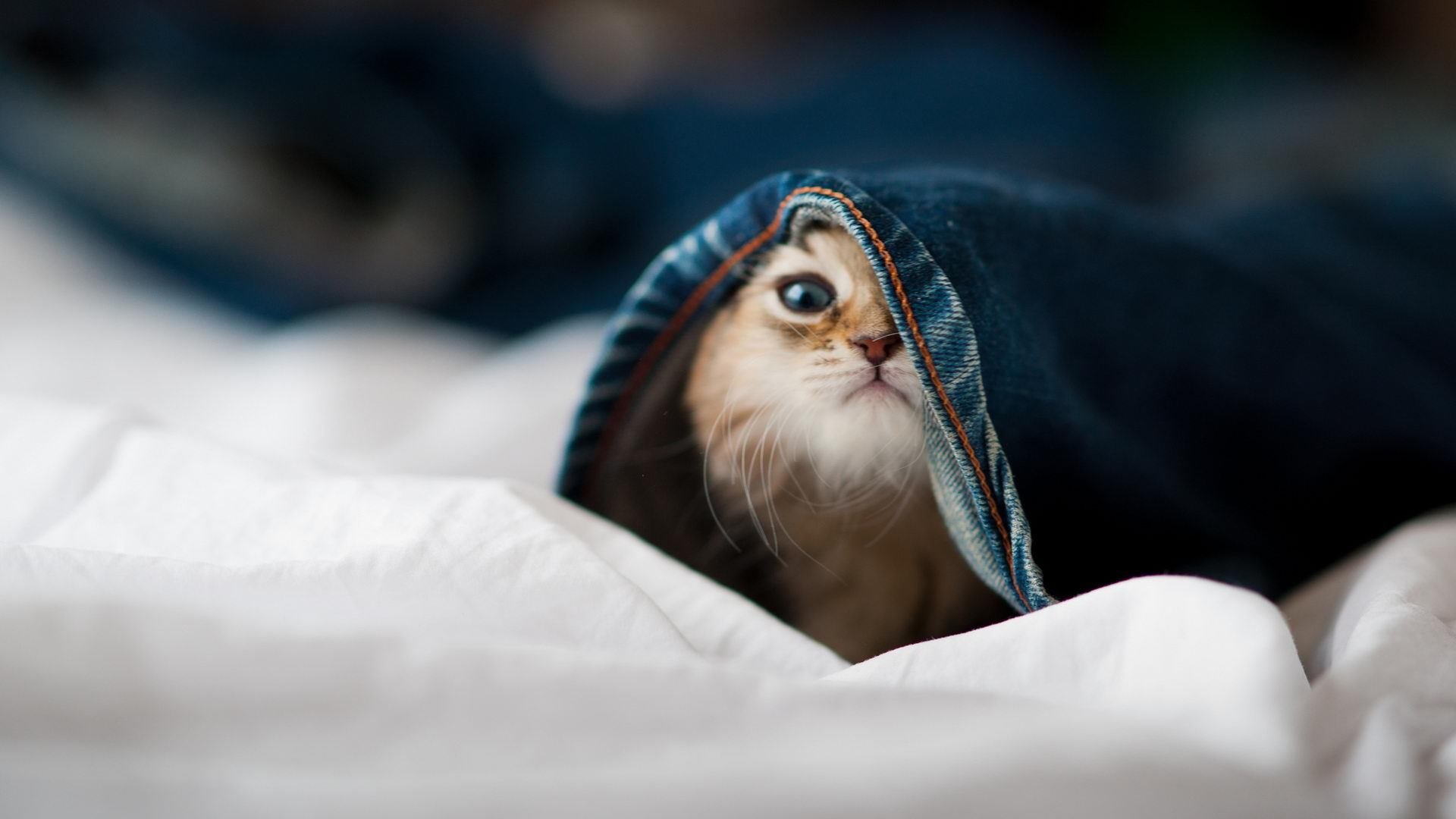 范乔丹下凡！单节22分如滚烫钢水浇灭反扑火焰